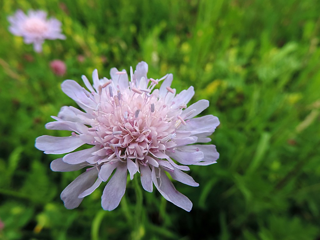 Beemdkroon [9952] 30-jun-2013 (Lindearboretum, Corle).JPG - Beemdkroon [Knautia arvensis]